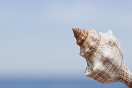 Sea cockleshell against the dim blue sky and the dark blue sea. (close up)の写真素材