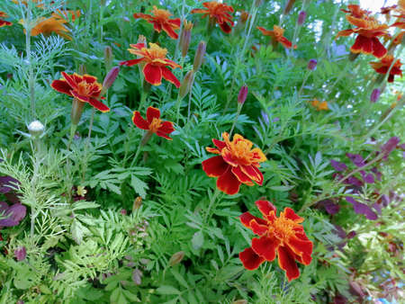 red and yellow flowers on a background of green grassの写真素材