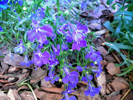 blue flowers on the background of last year's leavesの写真素材