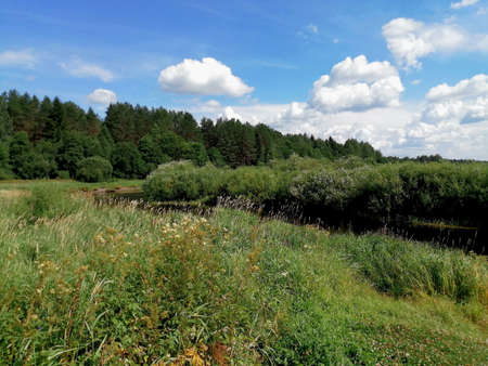 Sunny summer day on the meadowの写真素材