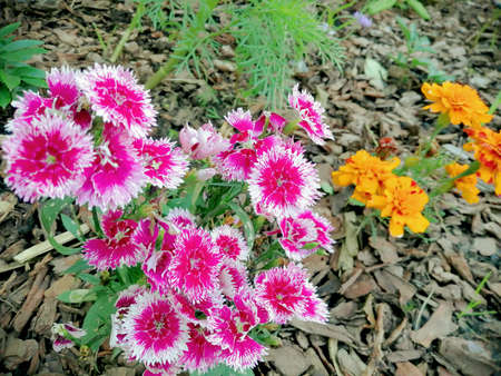 purple and yellow flowers on the background of last year's leavesの写真素材