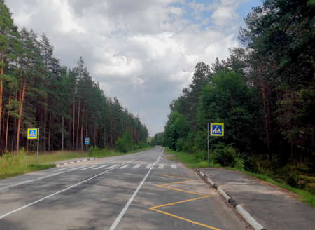 a deserted highway in the forestの写真素材