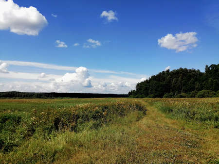 summer meadow and blue skyの写真素材