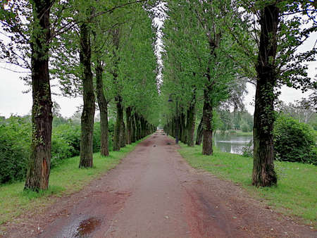 alley in a summer park in cloudy weatherの写真素材