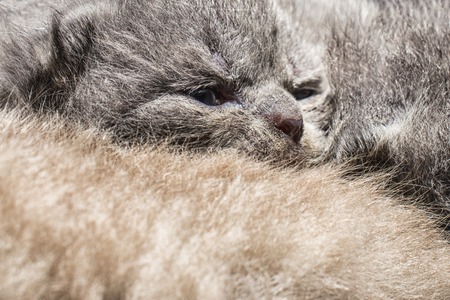 small two week kittenの写真素材