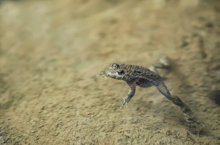 Frog in water