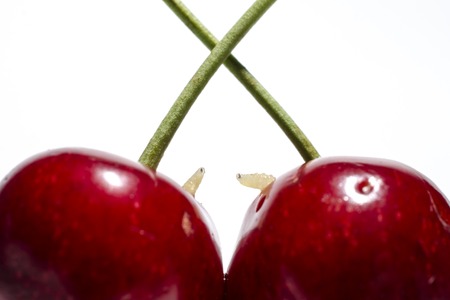 two worms in cherries on white backgroundの写真素材