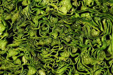 abstract texture of plantsの写真素材