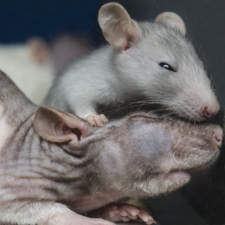 sleepy ratの写真素材