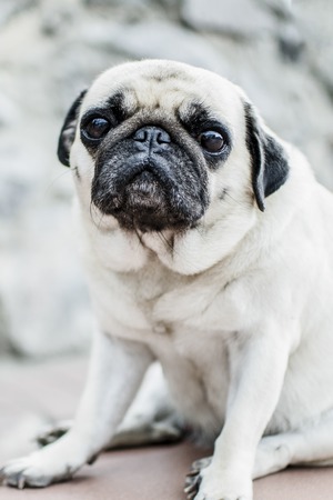 sad pugの写真素材