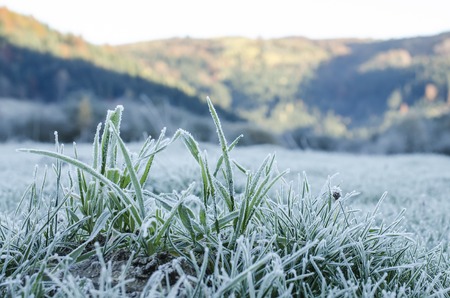 Grass covered with hoarfrostの写真素材