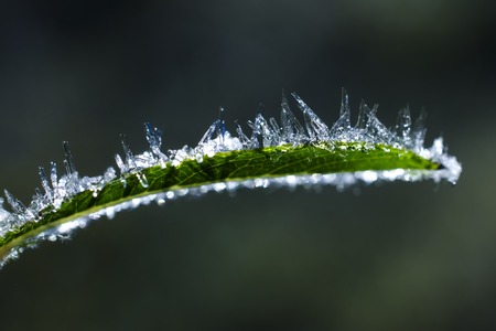 frost on a green leaf macroの写真素材