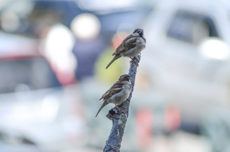 Two sparrows on a background of the cityの写真素材