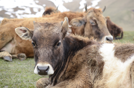 Cow lying in the meadow among the cowsの写真素材
