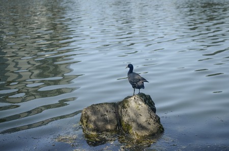 coot on a stone, black Duck on the rockの写真素材