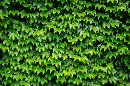 green foliage of the tree texture