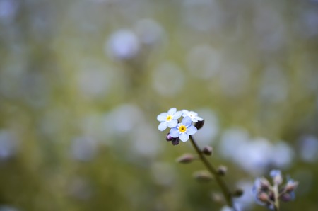 forget-me-flower on a green backgroundの写真素材