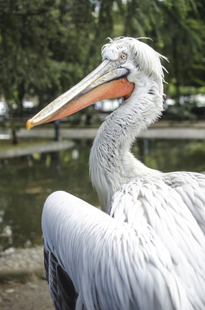 portrait of a pelican in a zooの写真素材