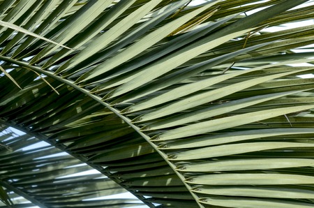 palm leaves, green backgroundの写真素材