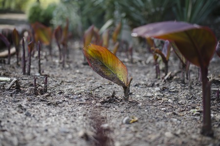 sprouts ficus, ficus leavesの写真素材