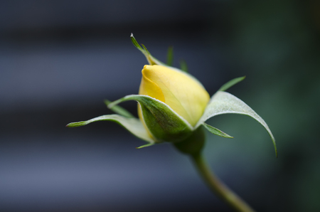 yellow rose bud on a dark backgroundの写真素材