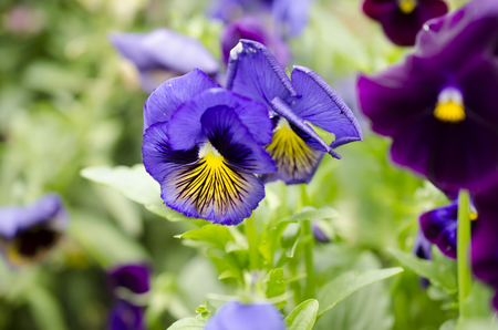 purple pansy flowers close upの写真素材