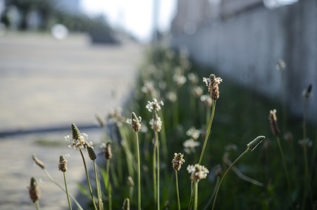 plantain by the roadsideの写真素材