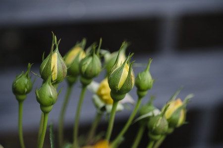 yellow rose buds on a dark backgroundの写真素材