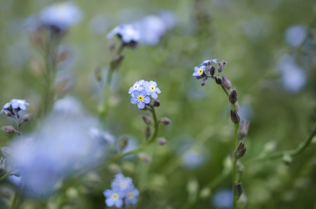 forget-me-flower on a green backgroundの写真素材