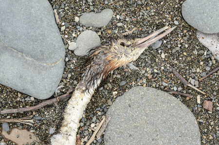 head of dead cormorant on the seashore, beachの写真素材