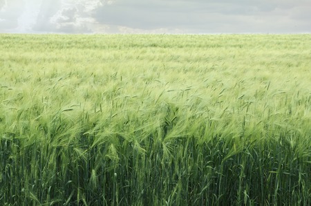 Wheat field - green wheatの写真素材