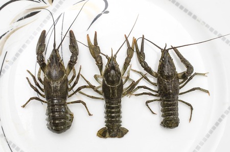 live crayfish on plate isolated, top view, isolatedの写真素材