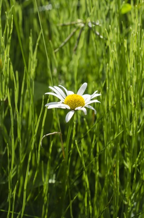 daisy in the middle of the grassの写真素材