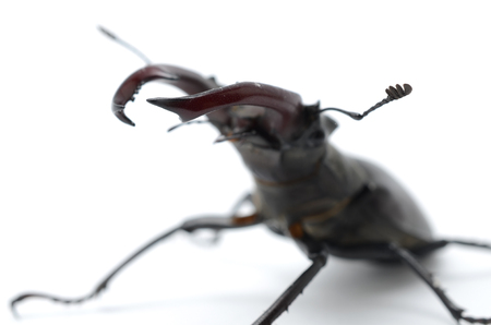 stag beetle isolated on whiteの写真素材