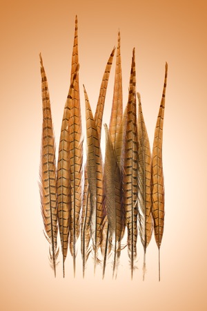 pheasant feathers on a brown backgroundの写真素材