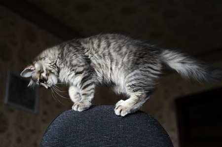 playful fluffy kittenの写真素材