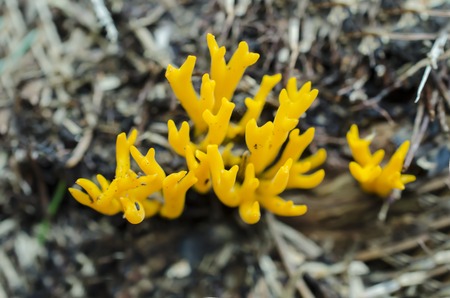Coral Mushroom in forestの写真素材