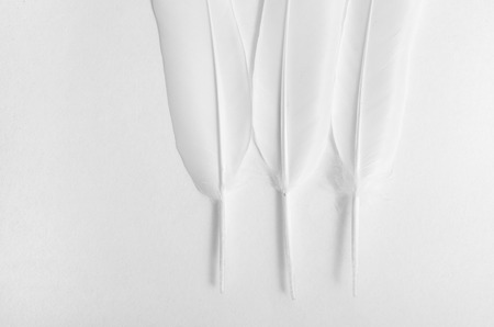three white feathers on a white background, composition of feathersの写真素材