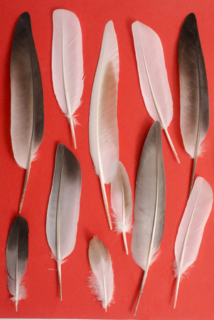 pattern with feathers on a red background, composition of feathersの写真素材