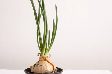 Onions grown in pots on a white background,  bulb with sproutsの写真素材