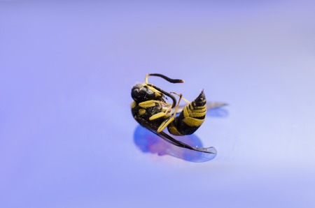 Macro of a dead wasp on blue  waterの写真素材