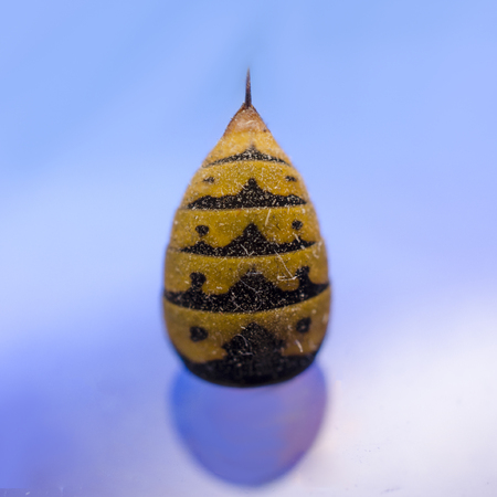 abdomen of wasp.  wasp venom.の写真素材