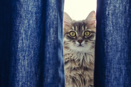 Beautiful tabby cat looking at camera.の写真素材
