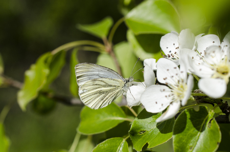 butterfly on a cherry blossomの写真素材