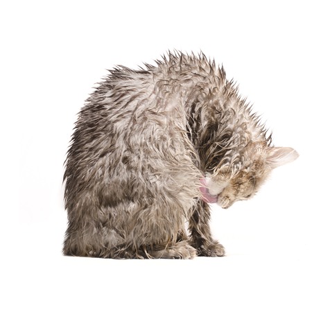 Wet cat, licked  isolated on whiteの写真素材
