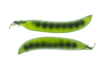 Peas in pods backlightの写真素材