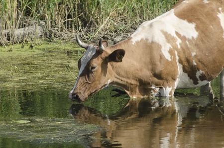 cow at a watering placeの写真素材