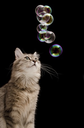 Cat with soap bubbles on black background isolatedの写真素材