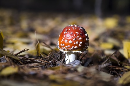 young fly agaric in the forest litterの写真素材