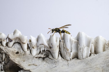 wasp on cow's jaw, wasp on old bonesの写真素材